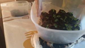 ЭКСПЕРИМЕНТ!!! ПОСЕВ ПЕТУНИИ В КОНТЕЙНЕР ИЗ ПОД ЯИЦ!!! ЧТО ПОЛУЧИЛОСЬ!!! ОБЗОР!!!