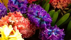 Изумительной красоты - яркие цветы. Гиацинт. Оf amazing beauty -bright flowers! Hyacinths.