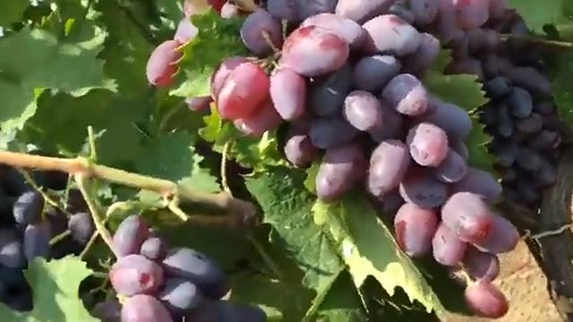 Виноград Байконур