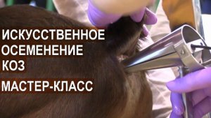 Мастер класс: Искусственное осеменение коз. Выставка АгроФерма-2018