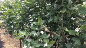 Ежевика Натчез Цветение Май 2023 г.