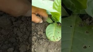 Спасаем табак от колорадского жука...