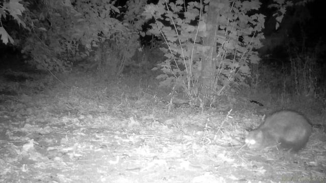 Ночные встречи животных смотреть онлайн