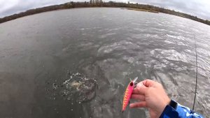 СЕКРЕТНЫЙ ЦВЕТ приманки. Влияет ли Цвет на Клёв! Твичинг крупных воблеров. Ловля щуки на спиннинг.