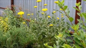 Тысячелистник таволговый. Лесные злаки в ландшафтном дизайне сада