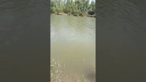 Рыбалка на Алтае I Поймали большого сазана