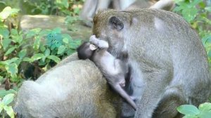 Baby Monkey Mariel Has Long Leg With White Skin Make Up By Her Face So Much Beautiful.