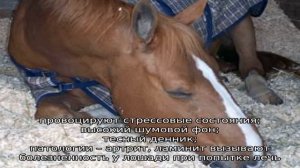 Сон лошади – спит ли конь стоя?