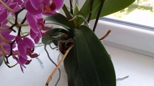 Как растут  орхидеи на северном окне
