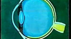 Анатомия человека: Строение и работа глаза