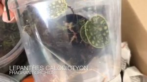 Мини орхидеи от MSB-orchideen: Lepanthes Telipogoniflora, Uxoria, Calodyctyon,Aerangis Punctata.
