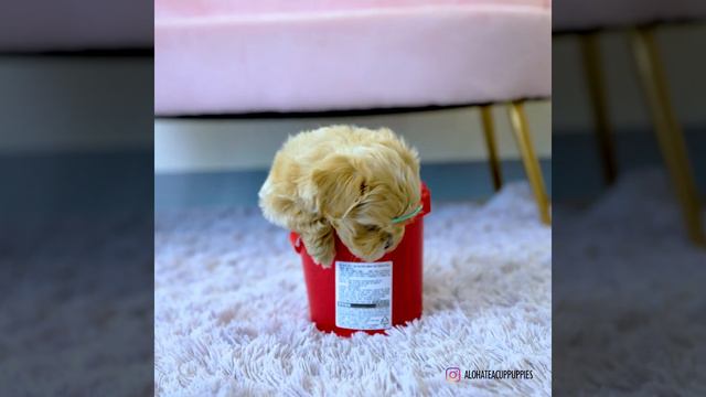 So tiny teacup maltipoo boy 🎃🎃PACO🎃🎃 - Aloha Teacup Puppies смотреть онлайн