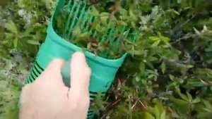 пластиковый совок для сбора брусники
