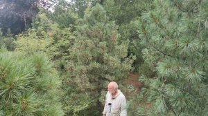 Кедр сибирский ‘Стоктыш’ и ‘Изумруд’: лучше гор могут быть только горы. Результаты селекции (8)