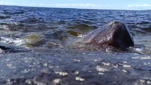 Карелия- Топозеро, Кестенга, Софпорог