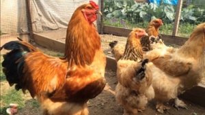 Разведение кур породы Палевая брама как бизнес идея | Птицеводство | Куры Палевая брама