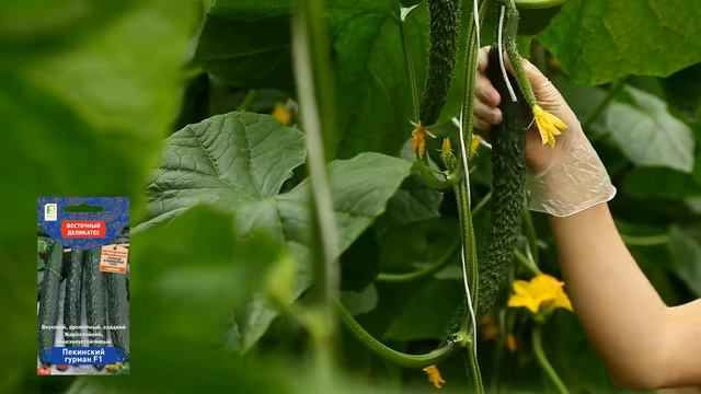 Огурец Пекинский гурман F1. Вкусный, ароматный, сладкий. смотреть онлайн