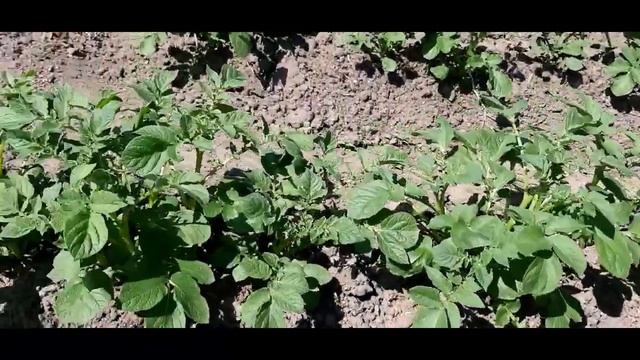 Как избавиться за 3 минуты от колорадского жука на картошке!