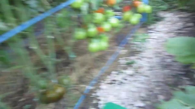 Томат Паста Амишей. Просто гигант! Вот что доломитовая мука чудотворная делает! смотреть онлайн