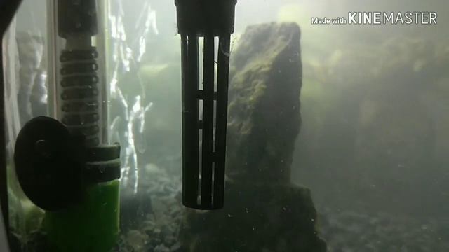 Обслуживание аквариума 18 литров. смотреть онлайн