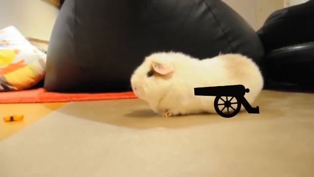 Secret Life of Guinea Pigs - Guinea pigs play on PS4 смотреть онлайн