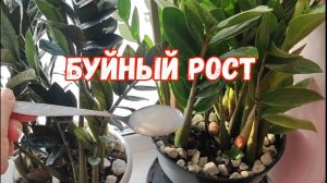 БЕСПЛАТНАЯ ПОДКОРМКА для БЕШЕНОГО РОСТА и даже чахлый ЗАМИОКУЛЬКАС будет РАСПИРАТЬ ГОРШОК