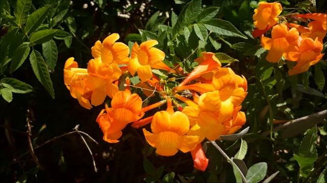 Весенний колорит и #жакаранда,#фиалковое дерево.#Ашдод.#Израиль.#Israel. смотреть онлайн