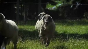 Веселая немецкая песенка  Рамштайн не тот Учим немецкий