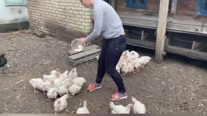 Кормим бройлеров. Бройлерам 1 месяц и неделя.