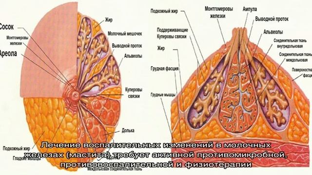 Маммология в Москве смотреть онлайн