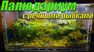 Запустил палюдариум для речных рыб!