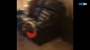 СОБАКИ ВСТРЕЧАЮТ ХОЗЯИНА ПОСЛЕ ДОЛГОЙ РАЗЛУКИ ??? Собака радуется встречи с хозяином