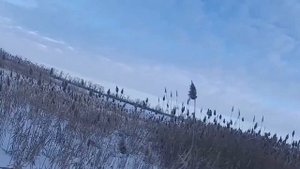 Работа Бретона по зайцу со стойкой