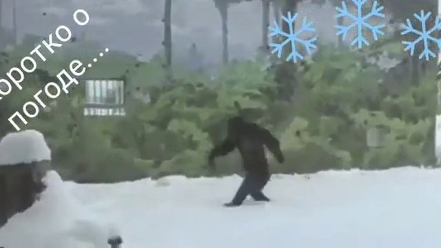Макака зимой