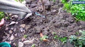 Добыча червей электрическим током