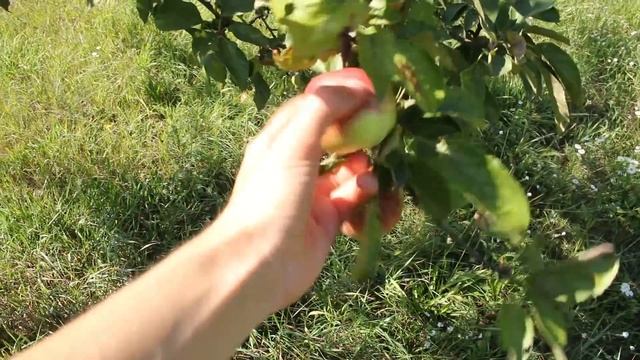 24 ЧАСА В ДЕРЕВНЕ, завтрак, обед и ужин из домашних продуктов смотреть онлайн