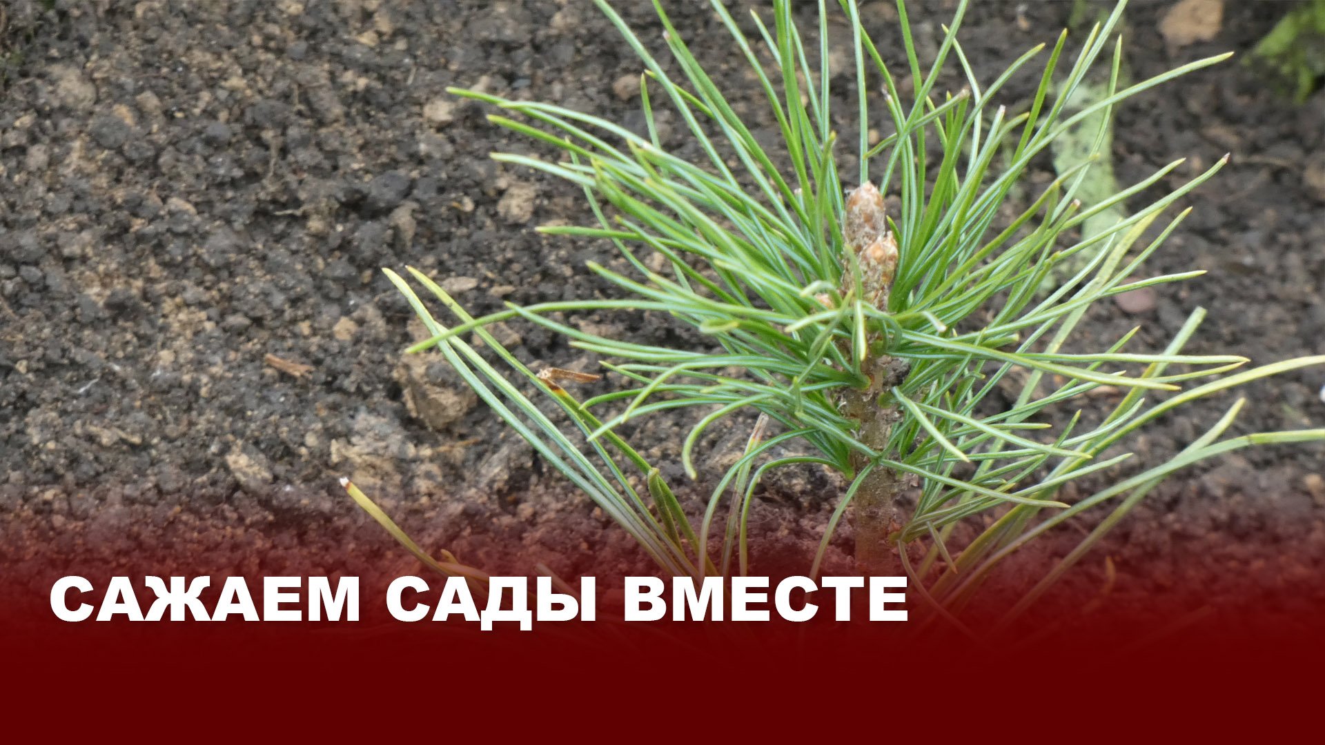 Сажаем сады вместе