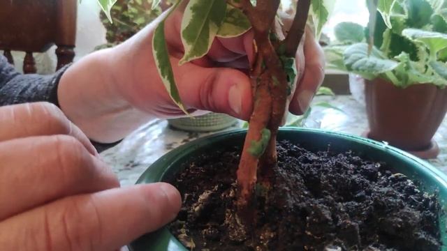 Приёмы формирования ствола фикуса Бенджамина смотреть онлайн