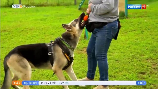 Восточно европейская овчарка.mp4