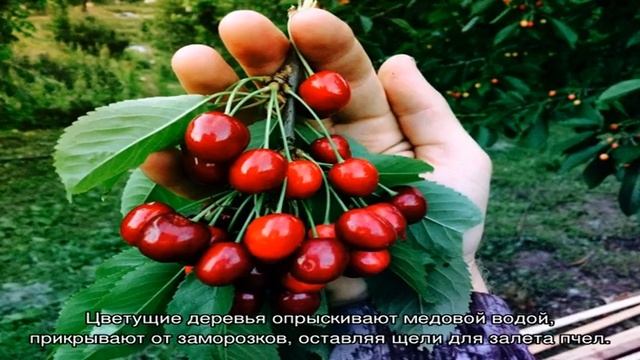 Черешня в Подмосковье – покоренная южанка