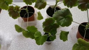 №108 Купила колеусы _слон_ и _моська_   #молодой_блогер #пеларгонии #колеусы