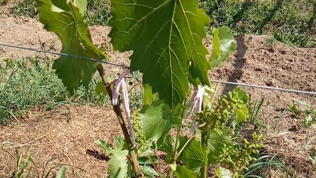 Виноград Бианка Ленинградская область в начале июля 2021 года смотреть онлайн