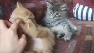 Маленькие котята, 1,5 месяца рождения