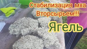 Стабилизация мха вторсырьем