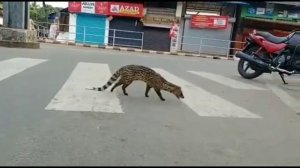 Spotted Malabar civet... A critically endangered mammal not seen until 1990 resurfaces for the firs