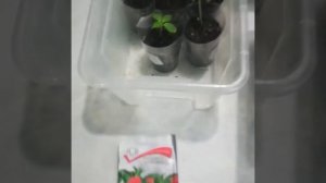 БАЛЬЗАМИН Том Тамб и Томб Самб Скарлет, выращивание из семян.