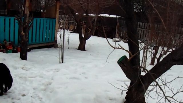 Железов- фактор жесткости почвенной воды в морозостойкости персиков. Серия №1 смотреть онлайн