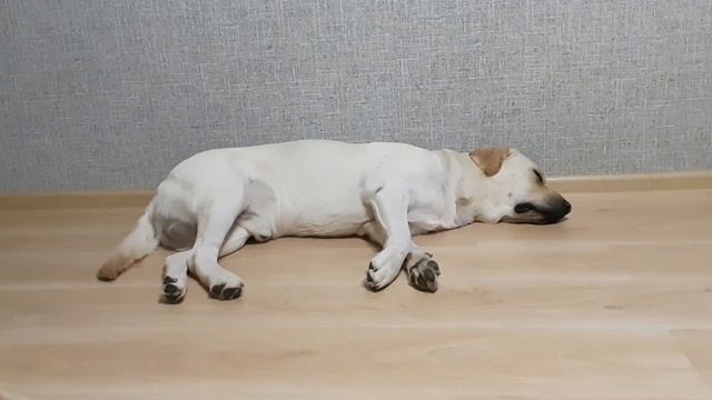 Наш лабрик любит бегать и во сне тоже)) смотреть онлайн