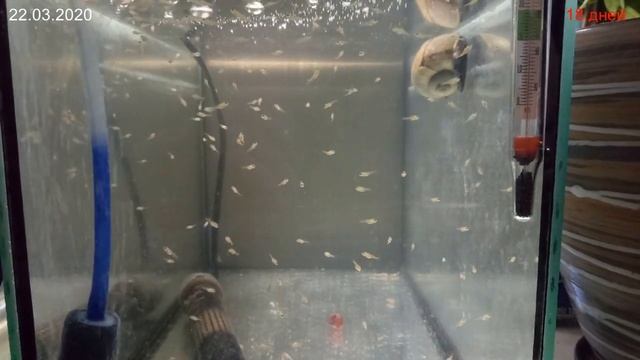 Малёк 11-30 дней. Апистограмма Рамирези Голд смотреть онлайн