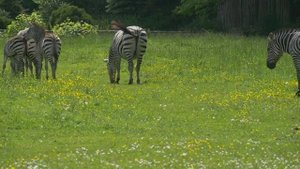 Сура Аль-Мунафикун Талават | Коран | Сура Аль-Мунафикун Талават красивым голосом Абдалла Хумейд